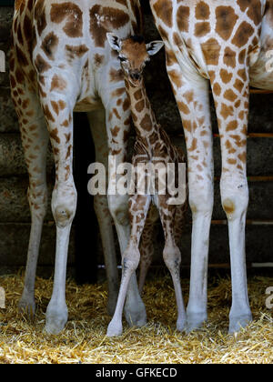 Una due giorni di vecchia donna giraffa Rothschild calf sorge accanto al suo motherLunar (sinistra) e zia Lehana nel suo involucro a Port Lympne Wild Animal Park vicino a Ashford, Kent, diventando il primo giraffe calf della specie criticamente minacciata di estinzione, nato al parco per otto anni. Foto Stock