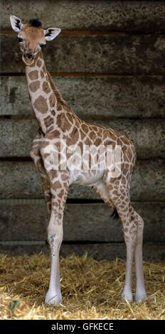 Una due giorni di vecchia donna giraffa Rothschild vitello esplora il suo involucro a Port Lympne Wild Animal Park vicino a Ashford, Kent, diventando il primo giraffe calf della specie criticamente minacciata di estinzione, nato al parco per otto anni. Foto Stock