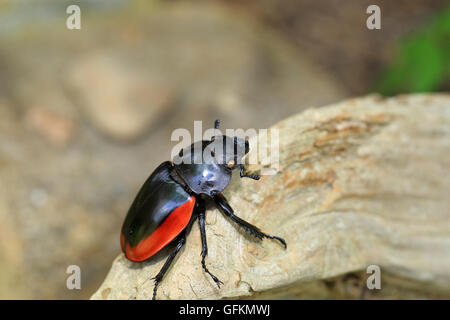 Odontolabis gazella beetle femmina nel Vietnam del Sud Foto Stock