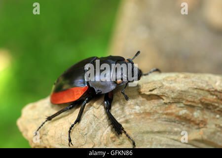 Odontolabis gazella beetle femmina nel Vietnam del Sud Foto Stock