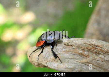 Odontolabis gazella beetle femmina nel Vietnam del Sud Foto Stock