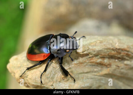 Odontolabis gazella beetle femmina nel Vietnam del Sud Foto Stock