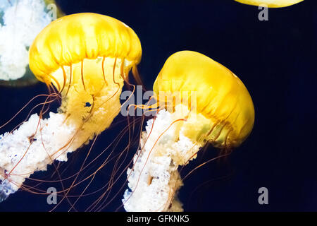 Mare pacifico ortica, specie di meduse Foto Stock