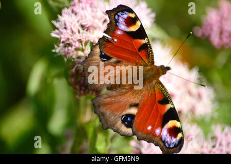 Butterfiles butterfly Foto Stock