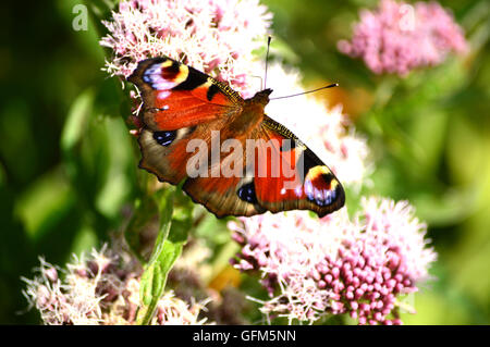 Butterfiles butterfly Foto Stock