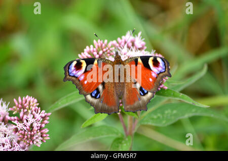 Butterfiles butterfly Foto Stock