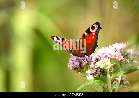 Butterfiles butterfly Foto Stock