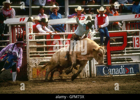 Toro di equitazione a Calgary Stampede, un annuale rodeo, esposizioni e festival che si tiene ogni Luglio a Calgary, Alberta, Canada. Foto Stock