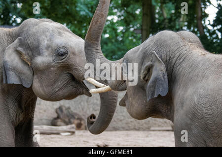 Due felici elefanti indiani da vicino Foto Stock