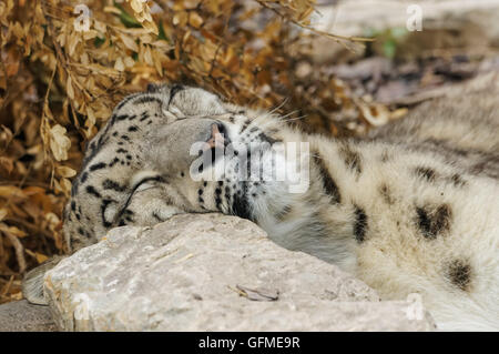 leopardo delle nevi Foto Stock