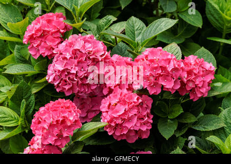 Idrangea francese, pianta fiorente di Hydrangea macrophylla, hortensia Foto Stock