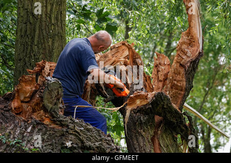 Tree chirurgo durante il lavoro su un albero rotto Foto Stock