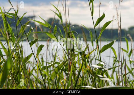 Il lago si vede attraverso ance verde Foto Stock