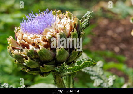 testa di fiori di carciofo organico globo Foto Stock