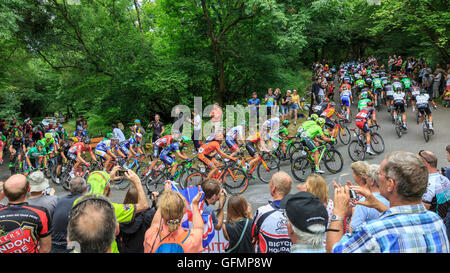 Ranmore comune, Surrey, Regno Unito, 31 luglio 2016. Prudential RideLondon-Surrey Classic 2016. Il peloton negozia il tornante sulla classificati in salita di Ranmore, per il primo dei tre giri nel Surrey colline sopra Dorking. La 202km di viaggioLondon-Surrey Classic è il Regno Unito il premier un giorno di gara e un evento legacy da le Olimpiadi del 2012. Credito: Clive Jones/Alamy Live News Foto Stock