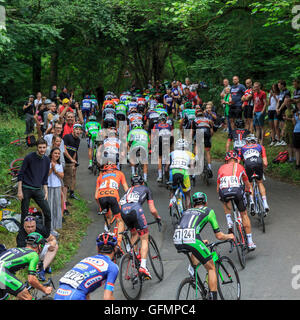 Ranmore comune, Surrey, Regno Unito, 31 luglio 2016. Prudential RideLondon-Surrey Classic 2016. Il peloton negozia il tornante sulla classificati in salita di Ranmore, per il primo dei tre giri nel Surrey colline sopra Dorking. La 202km di viaggioLondon-Surrey Classic è il Regno Unito il premier un giorno di gara e un evento legacy da le Olimpiadi del 2012. Credito: Clive Jones/Alamy Live News Foto Stock