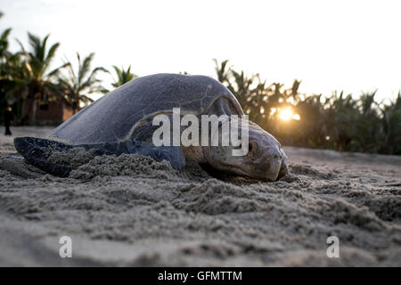 Michoacan, Messico. 31 Luglio, 2016. Un olive ridley tartaruga è visto sulla spiaggia Ixtapilla nello stato di Michoacan, Messico, il 31 luglio 2016. Alla fine di luglio, migliaia di olive ridley tartarughe hanno strisciato attraverso la costa del Pacifico per riprodursi, principalmente negli stati di Michoacan e Oaxaca. © Armando Solis/Xinhua/Alamy Live News Foto Stock