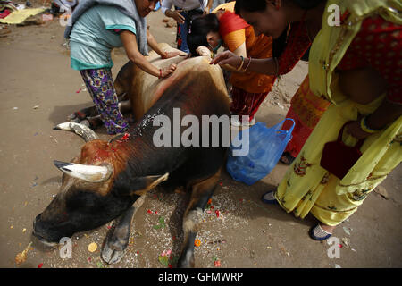 Kathmandu, Nepal. 1 agosto, 2016. Devoti indù offrire preghiere per una vacca sacra durante il Hindu sacro mese del Shrawan Sombar festival in Kathmandu, Nepal lunedì 1 agosto 16. La festa dura per un mese durante il quale i devoti affollano al tempio durante il digiuno e di culto signore Shiva pregando per la felicità per le loro famiglie. Credito: Skanda Gautam/ZUMA filo/Alamy Live News Foto Stock