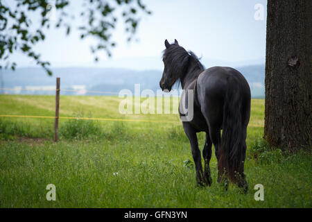 Il frisone colt in prato. Nero cavallo frisone. Foto Stock