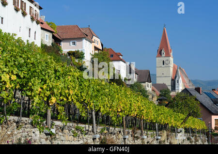 Weißenkirchen in der Wachau: vigneti, chiesa fortificata, Austria, Niederösterreich, Bassa Austria Wachau Foto Stock