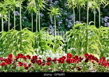 Pansies e corona imperiale che cresce in giardino Foto Stock