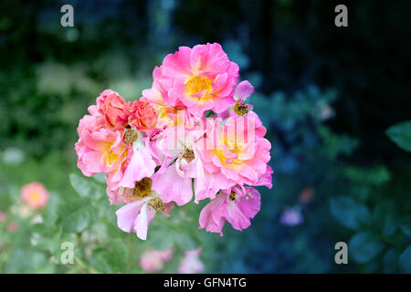 Foto magnifiche rose arbusto nel parco giorno di estate Foto Stock