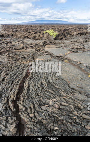 (Pahoehoe o ropy o liscia) lava, Moreno punto, Isabela Island, Isole Galapagos, Ecuador, Sud America Foto Stock