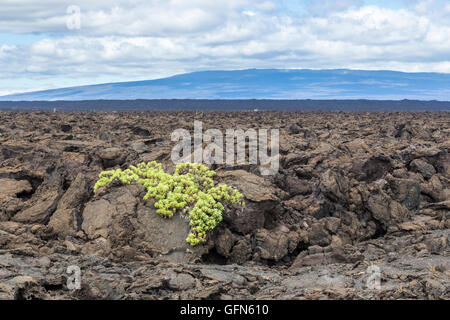 La lava aa e paesaggio desolato, Moreno punto, Isabela Island, Isole Galapagos, Ecuador, Sud America Foto Stock