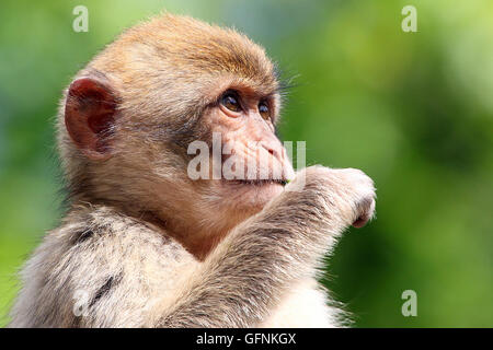 Close-up della testa di un bambino Barbary macaque (Macaca sylvanus) Foto Stock