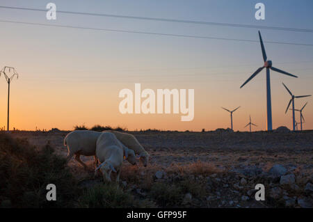 Gregge di pecore al pascolo a electric wind turbines farm, Spagna Foto Stock