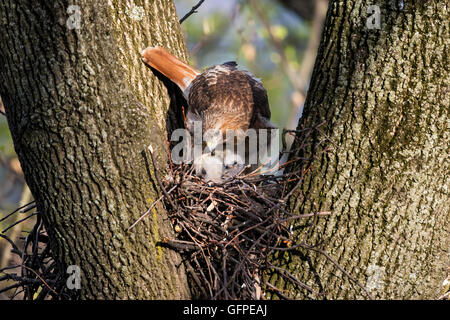 Adulto Red-tailed Hawk portante per i neonati nel nido Foto Stock