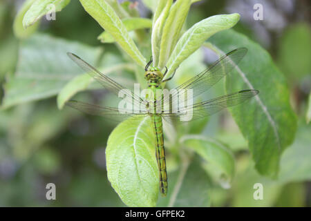 Dragon Fly appeso da una boccola Foto Stock