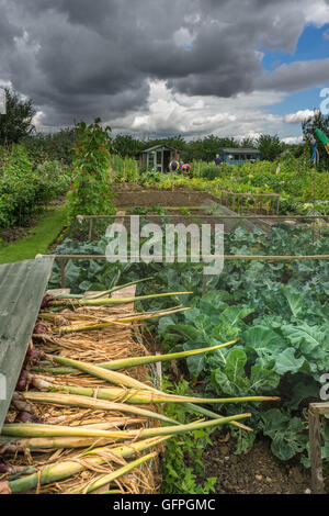 Regno Unito Meteo. Pioggia nuvole raccogliere su un riparto come giardinieri lavorare per raccogliere i loro prodotti prima che la pioggia inizia a cadere. Malm Foto Stock