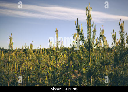 Piccolo appena piantata di pino silvestre alberi nel nord della Svezia Foto Stock