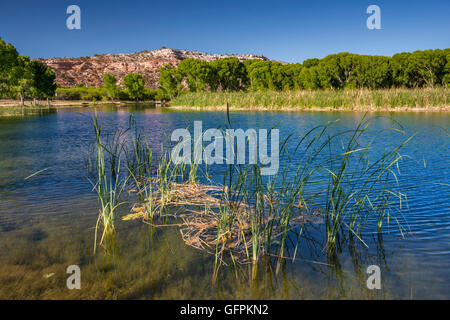 Laguna a zona ripariale nella verde vallata del fiume, Dead Horse ranch state park, vicino a pioppi neri americani, Arizona, Stati Uniti d'America Foto Stock