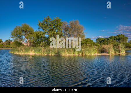 Laguna a zona ripariale nella verde vallata del fiume, Dead Horse ranch state park, vicino a pioppi neri americani, Arizona, Stati Uniti d'America Foto Stock