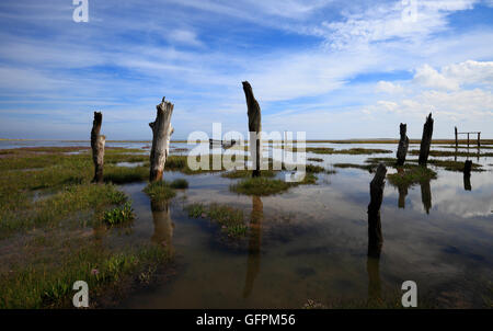 Vecchi pali in legno a Thornham paludi a marea alta. Foto Stock