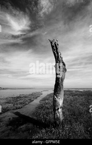 Vecchi pali in legno a Thornham paludi a marea alta. Foto Stock