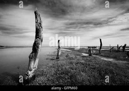 Vecchi pali in legno a Thornham paludi a marea alta. Foto Stock