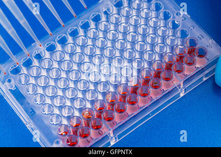 Piastra a 96 pozzetti per elaborazione di PCR, laboratorio microbiologico Foto Stock