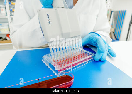 Piastra a 96 pozzetti per elaborazione di PCR, laboratorio microbiologico Foto Stock