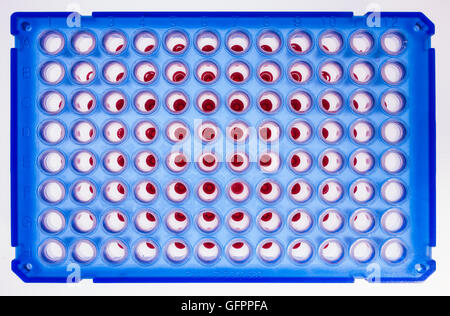 Piastra a 96 pozzetti per elaborazione di PCR, laboratorio microbiologico Foto Stock