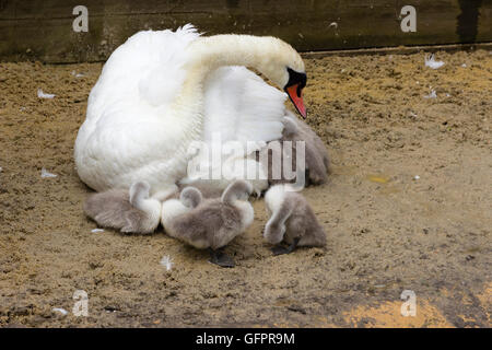 Genitore e cygnets del cigno, Cygnus olor Foto Stock