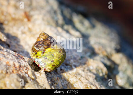 Close up di ripresa macro di un comune pervinca Foto Stock