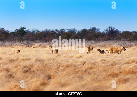 Orgoglio dei Leoni nella savana, in Namibia, Africa, concept per safari di viaggio e in Africa Foto Stock