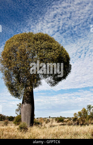 Bottiglia del Queensland albero o Brachychiton rupestris trovati in Australia Foto Stock