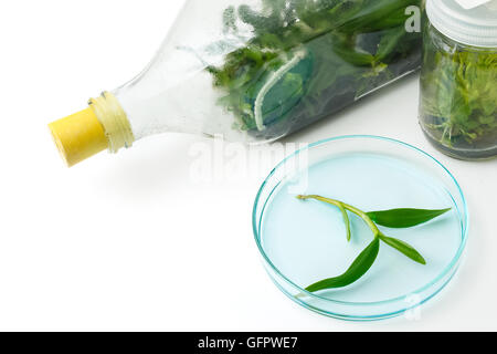 Coltura di tessuti vegetali in bottiglia in laboratorio su sfondo bianco Foto Stock