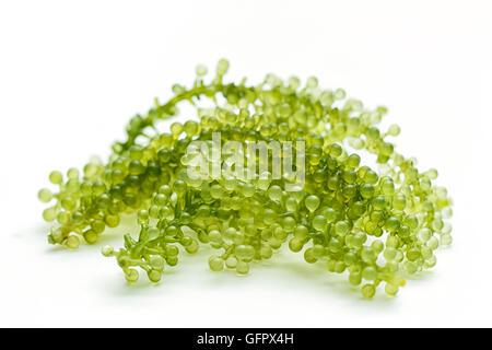 Le uve del mare ( verde caviale ) alghe marine Foto Stock