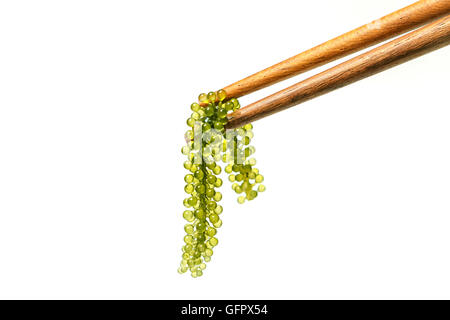 Le uve del mare ( verde caviale ) alghe marine Foto Stock