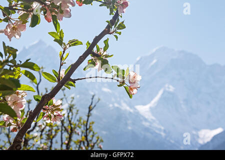 Blooming melo sullo sfondo del Kinnaur Kailash vetta sacra (6050 m) a sunrise. Spiti valley, Himachal Pradesh, India. Foto Stock